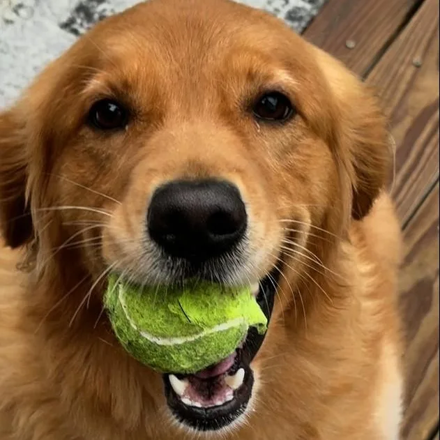 Sadie