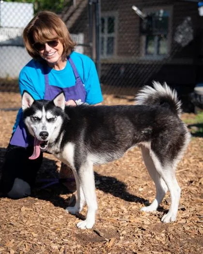 An adult medium-sized female Mixed Breed dog named Celine for adoption in Chamblee, GA
