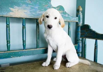 A baby small-sized female Labrador Retriever dog named Nicky for adoption in San Antonio, TX