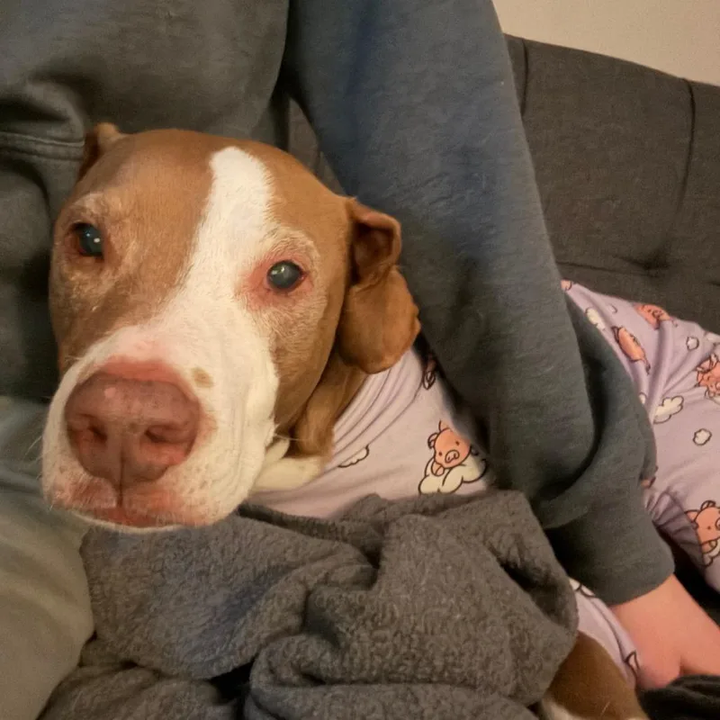 Abby thumbnail 3