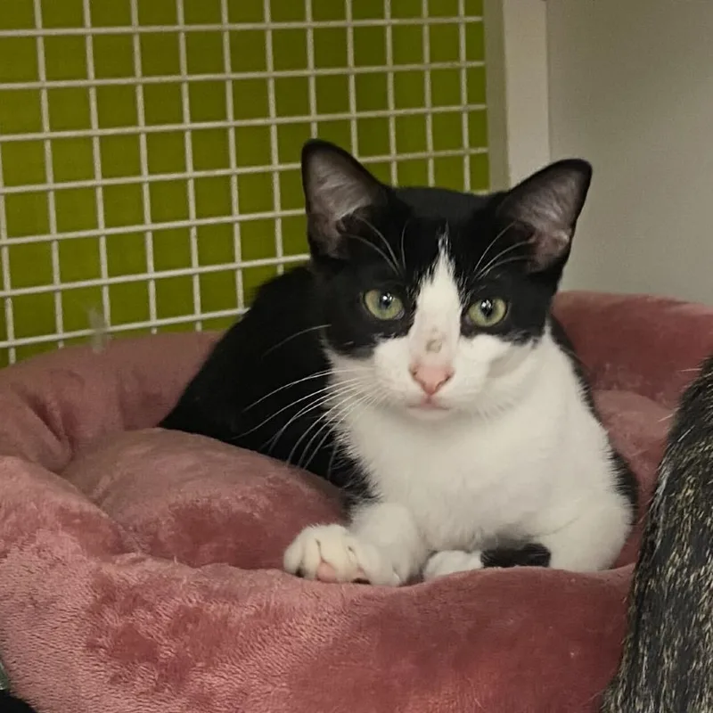 A baby small-sized male Black Domestic Short Hair cat named Sylvester for adoption in Tallahassee, FL