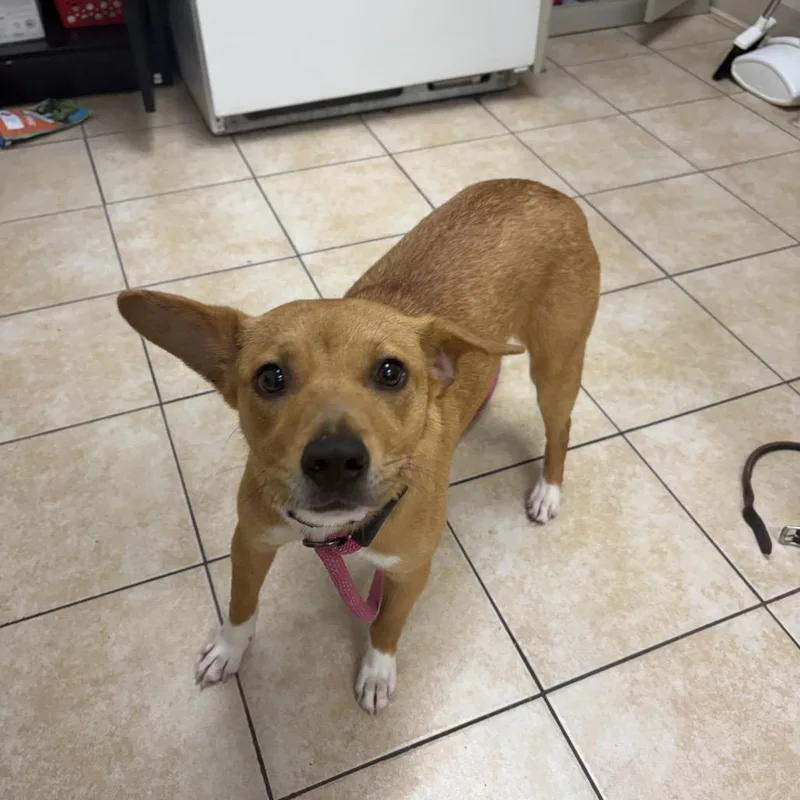 An adult small-sized female Yellow / Tan / Blond / Fawn Terrier dog named Liberty for adoption in Pekin, IL