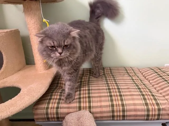 A young large-sized male Tabby (Gray / Blue / Silver) Persian cat named Finlay for adoption in Churchville, PA