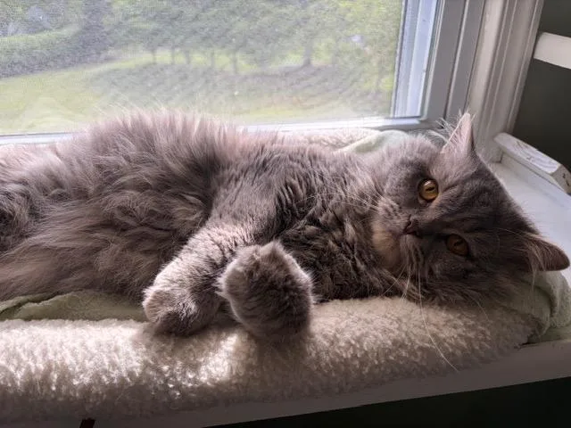 Finlay thumbnail 5