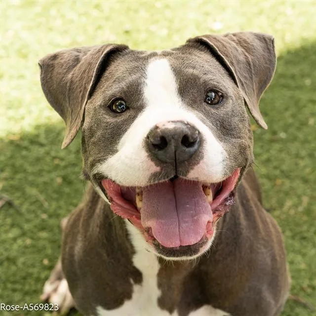 An adult large-sized female Pit Bull Terrier dog named Rose for adoption in Sacramento, CA
