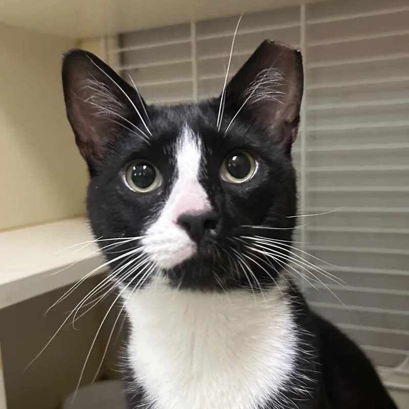 An adult large-sized male Black Domestic Short Hair cat named Mister Oreo for adoption in Newark, DE