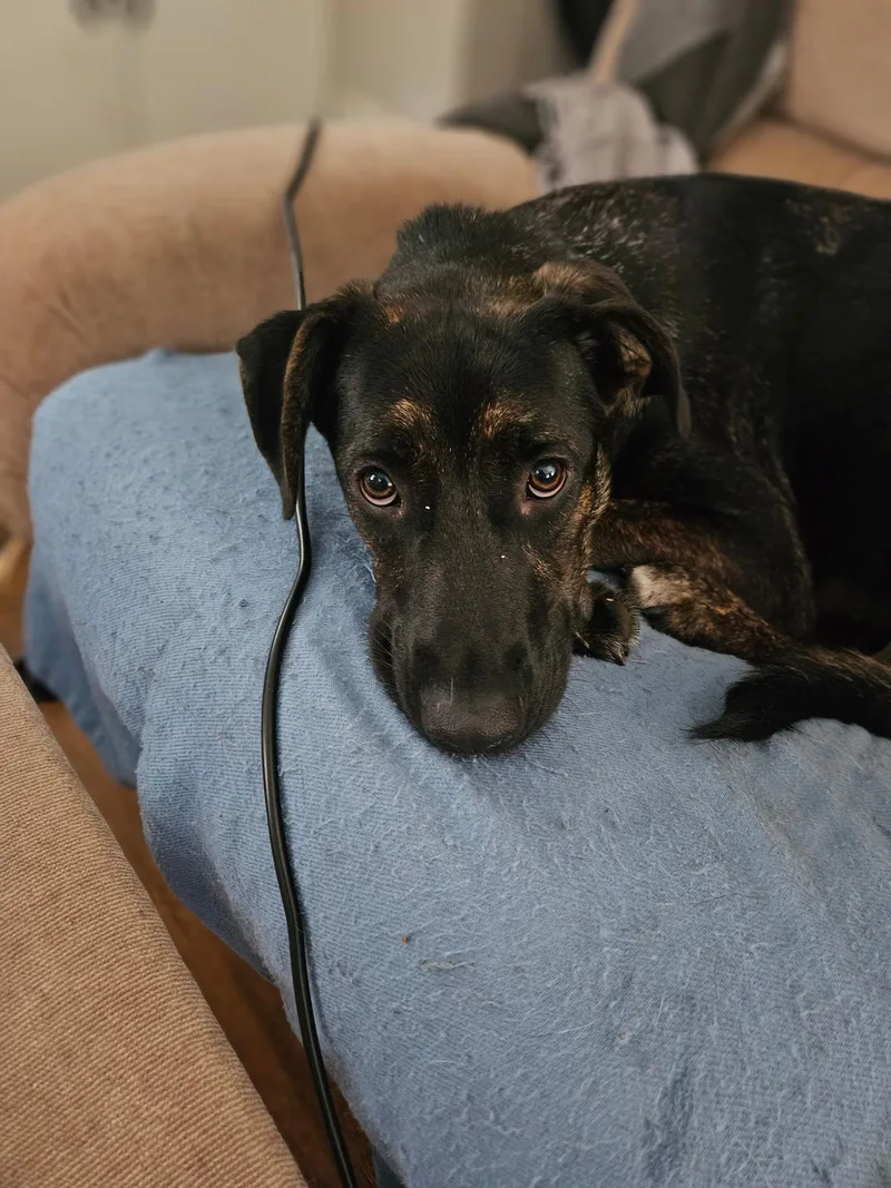 A young medium-sized female Brindle Mixed Breed dog named Annie for adoption in Columbia, MD