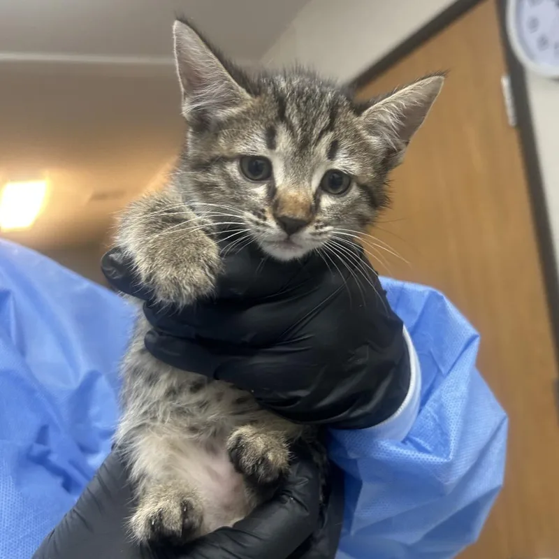 A baby small-sized female Domestic Short Hair cat named Gilly for adoption in Pensacola, FL