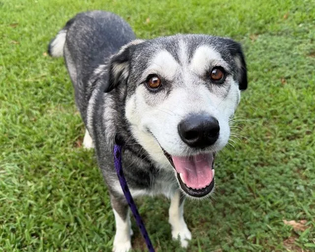 An adult medium-sized female Mixed Breed dog named Mya for adoption in Charlotte, NC
