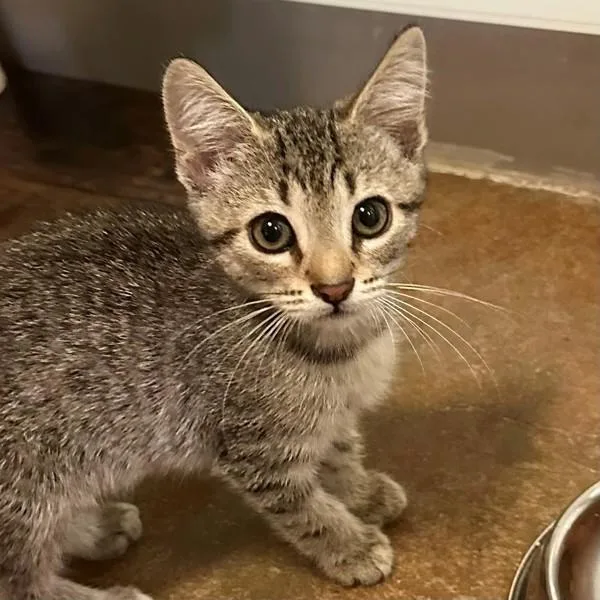 A baby small-sized male Domestic Short Hair cat named Chimayo for adoption in Walnut Creek, CA