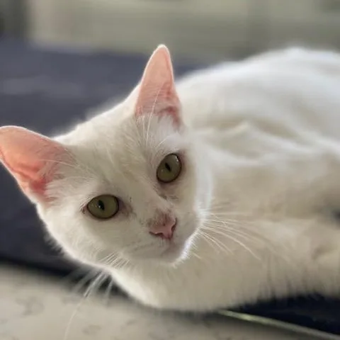 An adult medium-sized female White Domestic Short Hair cat named Chelsea for adoption in Braintree, MA