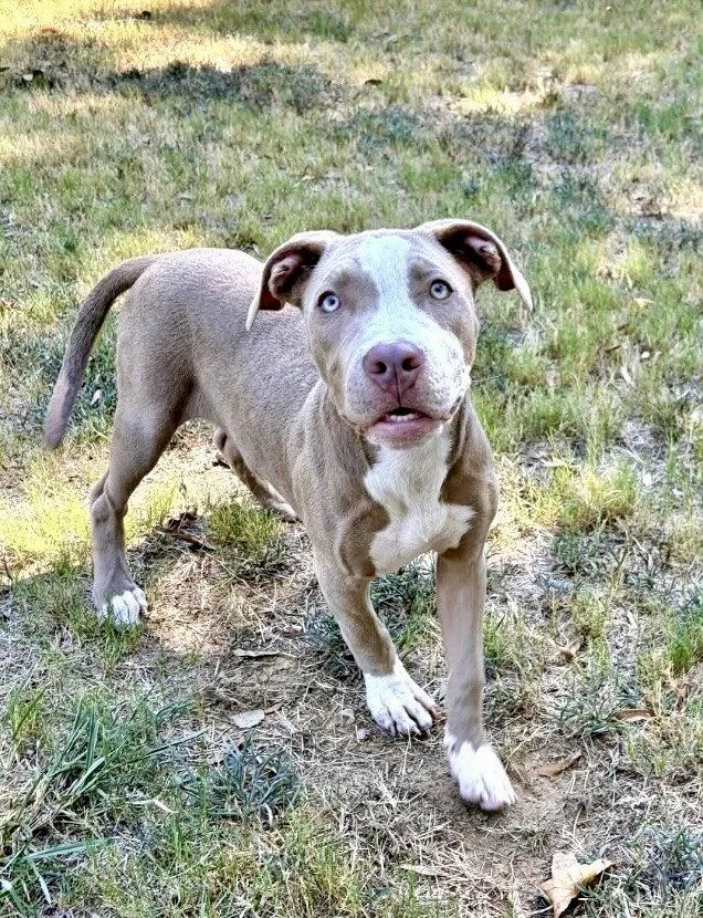 A baby medium-sized female Terrier dog named Missy Mae for adoption in Southaven, MS