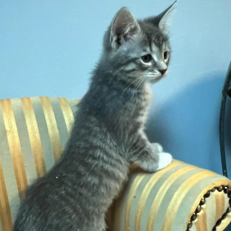 A baby small-sized female Gray / Blue / Silver Domestic Medium Hair cat named Paloma for adoption in Granville, OH