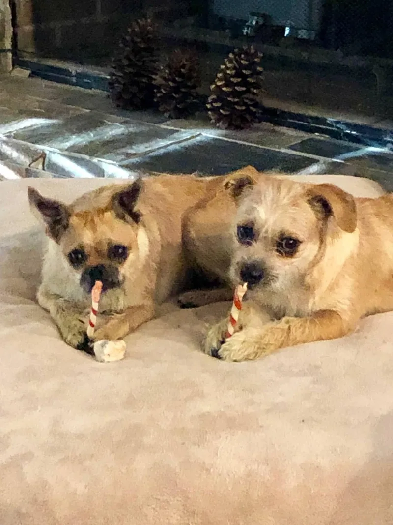 An adult small-sized female Yellow / Tan / Blond / Fawn Chug dog named Chloe & Sammy for adoption in Mobile, AL