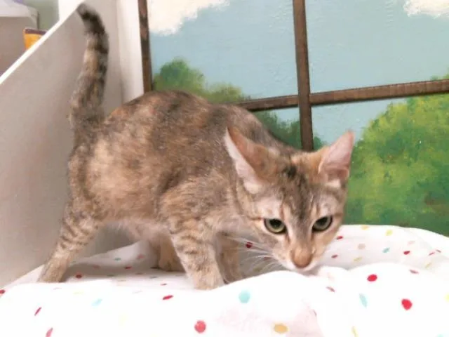 A young small-sized female Domestic Short Hair cat named Lulu for adoption in Houston, TX