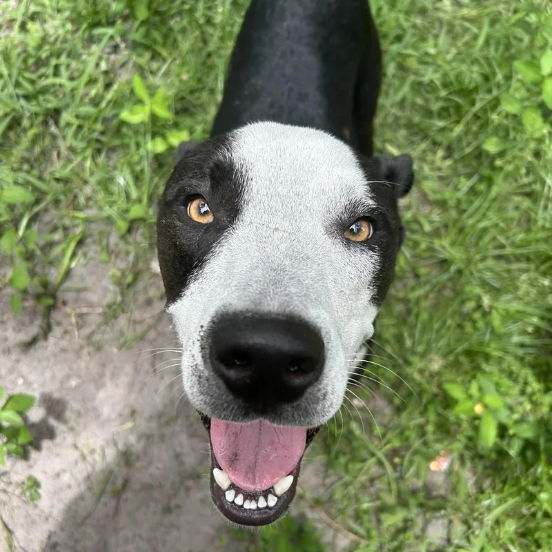 An adult large-sized male Black Mixed Breed dog named Remy for adoption in Jacksonville, FL