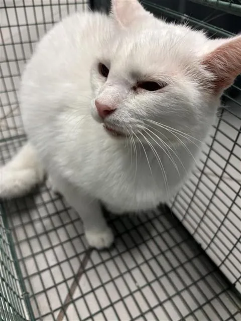 An adult medium-sized female Domestic Medium Hair cat named Snowflake for adoption in Corpus Christi, TX