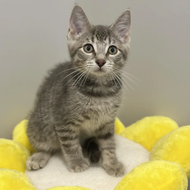 A baby medium-sized male Tabby (Gray / Blue / Silver) Domestic Short Hair cat named Dipper for adoption in Victor, NY