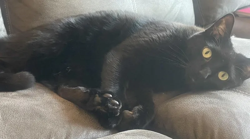 An adult small-sized male Domestic Short Hair cat named Cannon for adoption in Poplar Grove, IL