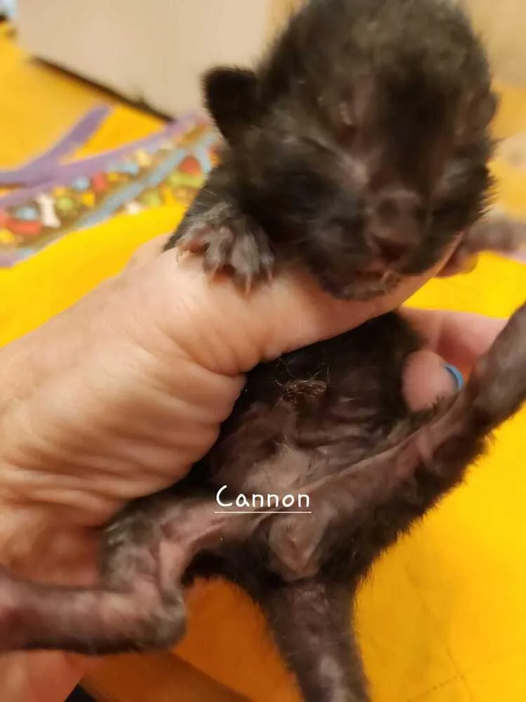 Cannon thumbnail 2