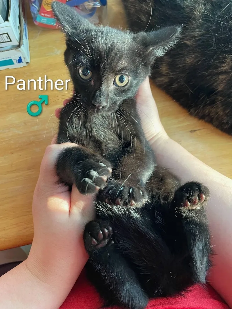 A baby small-sized male Domestic Short Hair cat named Panther for adoption in Enfield, CT