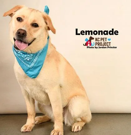 An adult large-sized female Yellow / Tan / Blond / Fawn Labrador Retriever dog named Lemonade for adoption in Kansas City, MO