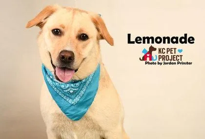 Lemonade thumbnail 2