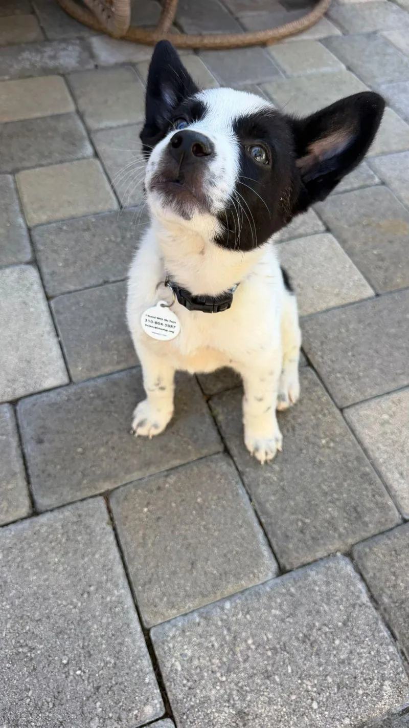 A baby small-sized female Australian Cattle Dog / Blue Heeler dog named Phoebe for adoption in Los Angeles, CA