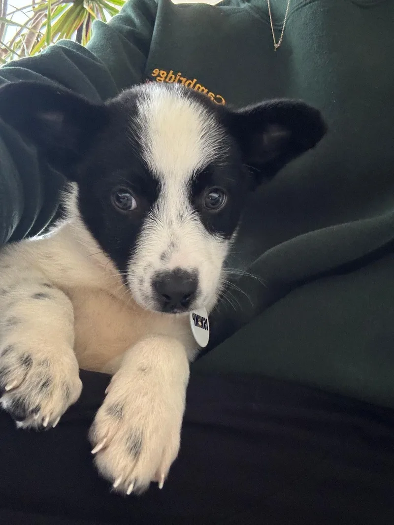 Phoebe thumbnail 3