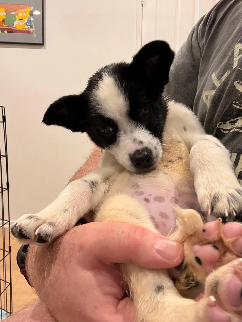 Phoebe thumbnail 6