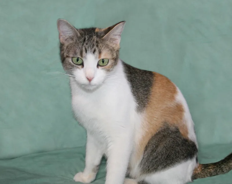 An adult medium-sized female Calico Domestic Short Hair cat named Summer for adoption in Victoria, MN