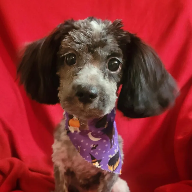 An adult small-sized female Black Miniature Poodle dog named Thelma for adoption in Santa Fe, TX