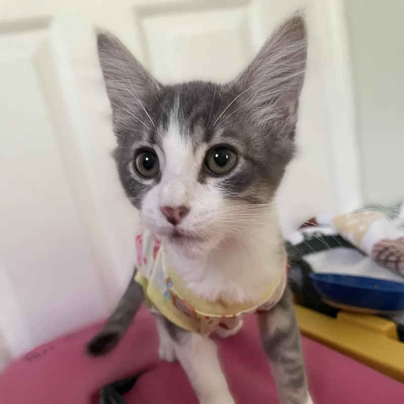 A baby medium-sized female Domestic Medium Hair cat named Frito for adoption in Youngsville, NC