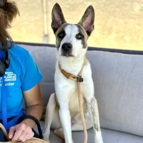 A young large-sized male Siberian Husky dog named Bluey for adoption in Camarillo, CA