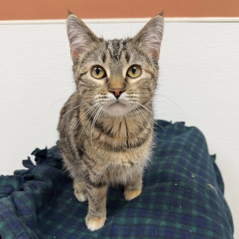 A young small-sized female Orange / Red Domestic Short Hair cat named Elizabetta for adoption in Detroit Lakes, MN