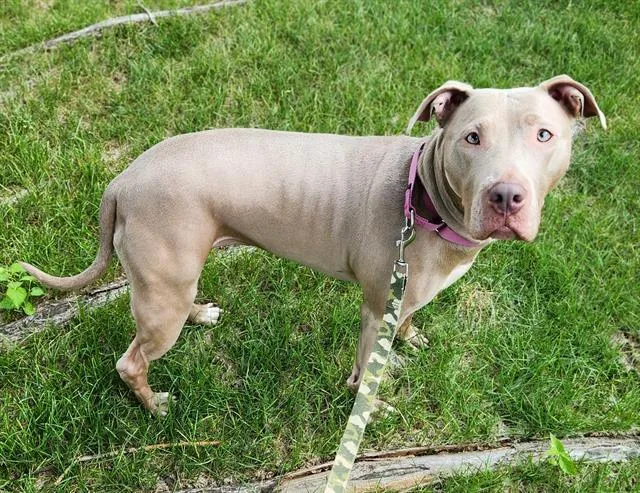 An adult large-sized female Pit Bull Terrier dog named Sophia for adoption in Minneapolis, MN
