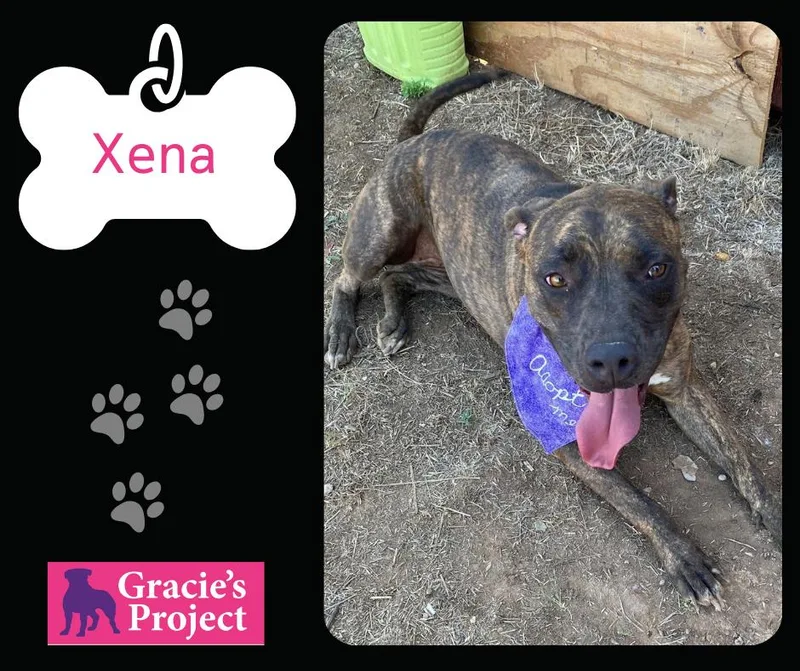 An adult medium-sized female Brindle Pit Bull Terrier dog named Xena for adoption in Canyon, TX