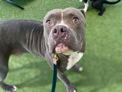 An adult large-sized male American Bulldog dog named Biggie for adoption in Gainesville, FL