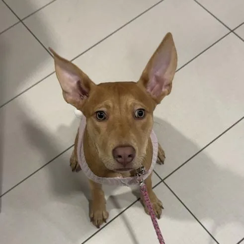 A young medium-sized female Yellow / Tan / Blond / Fawn Labrador Retriever dog named Cosmc for adoption in Columbia, SC