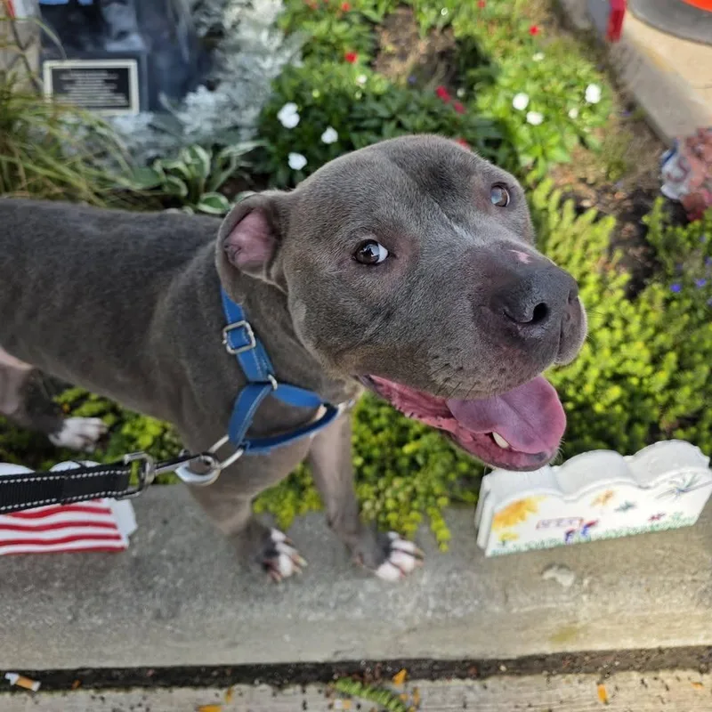 An adult medium-sized male Gray / Blue / Silver Staffordshire Bull Terrier dog named Grimm for adoption in Columbus, OH