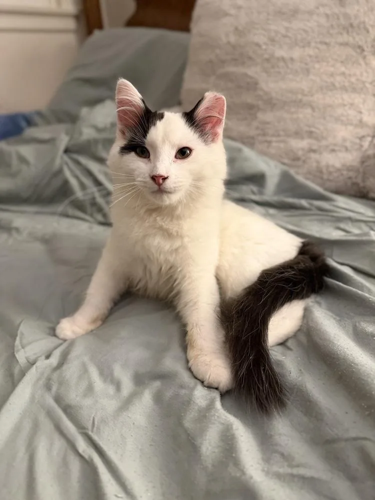 A baby small-sized male Black & White / Tuxedo Domestic Medium Hair cat named Gojo for adoption in Chicago, IL