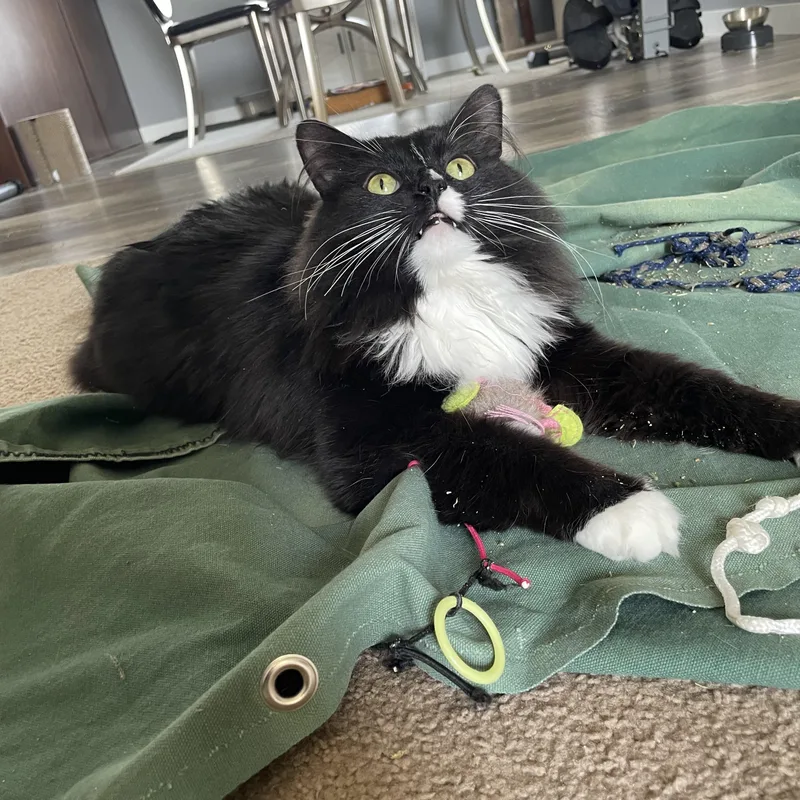 An adult medium-sized female Black & White / Tuxedo Domestic Long Hair cat named Princess Donut for adoption in Rockford, MI
