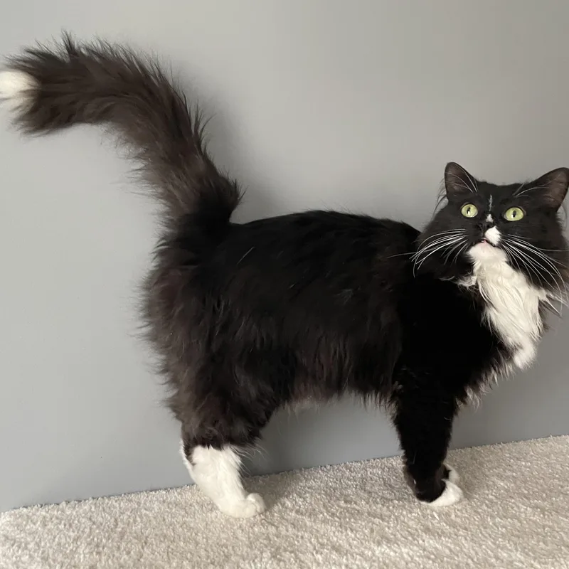 Princess Donut thumbnail 3