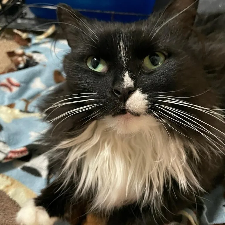 Princess Donut thumbnail 4