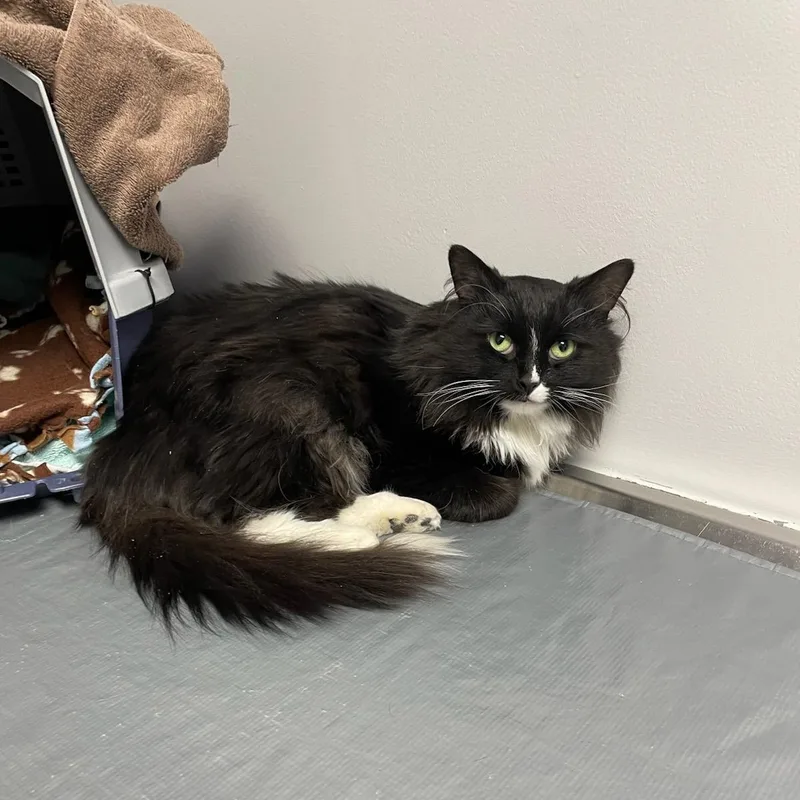 Princess Donut thumbnail 5