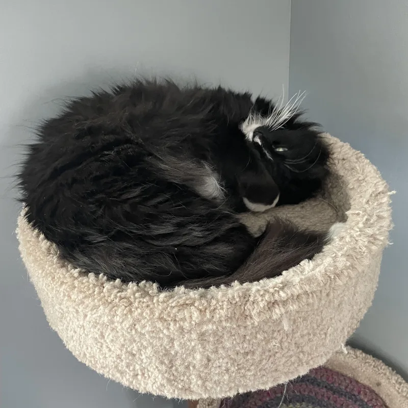 Princess Donut thumbnail 6