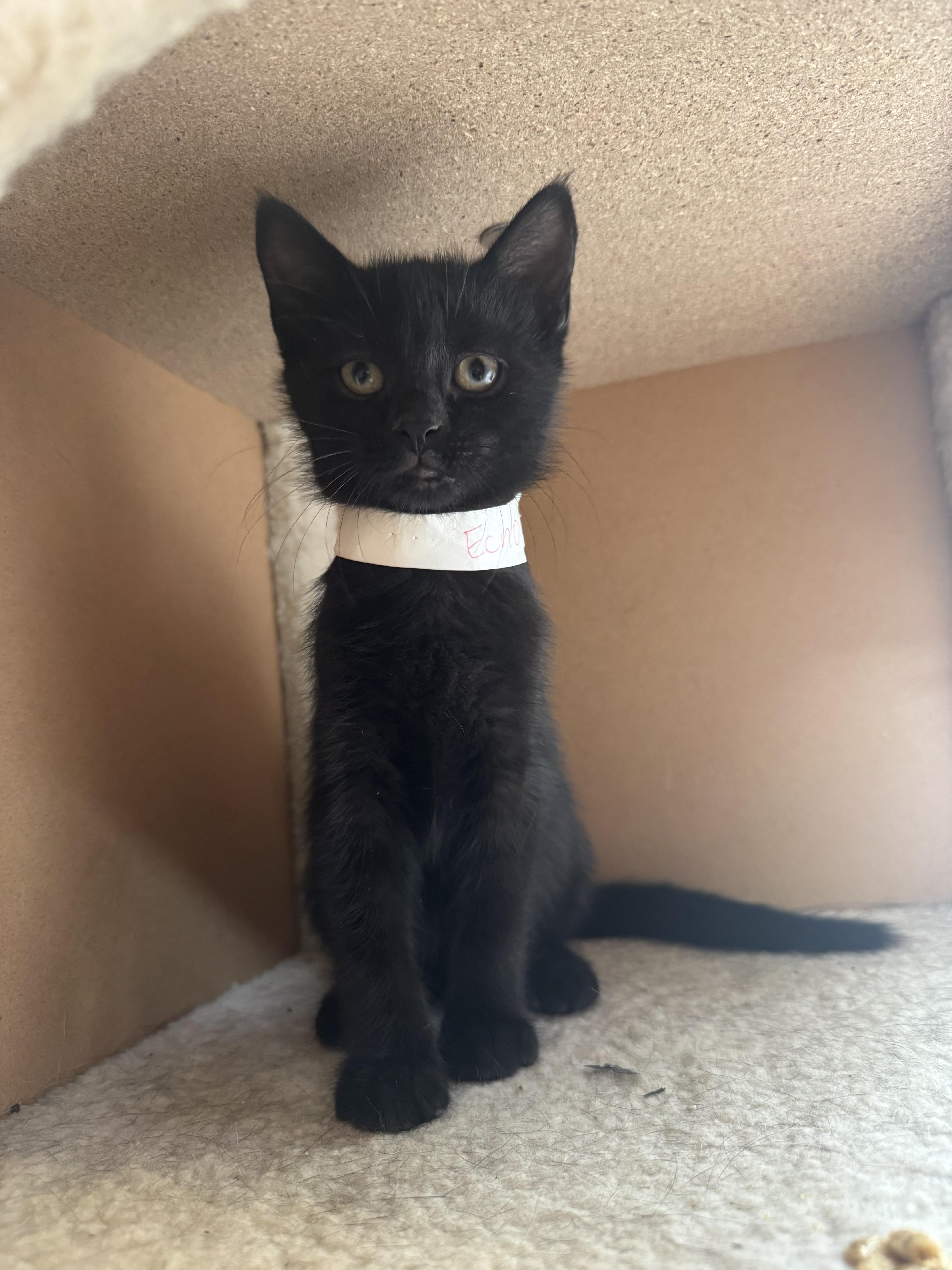 A baby small-sized female Domestic Short Hair cat named Echo for adoption in Hermitage, PA