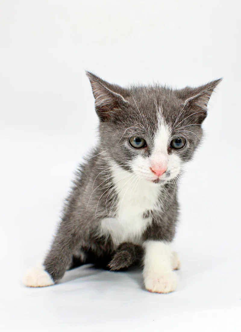 A baby small-sized male Domestic Short Hair cat named Grant for adoption in Morton Grove, IL