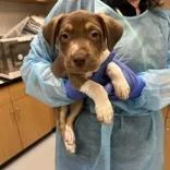 A baby small-sized female Brown / Chocolate Hound dog named Empress for adoption in Clearwater, FL