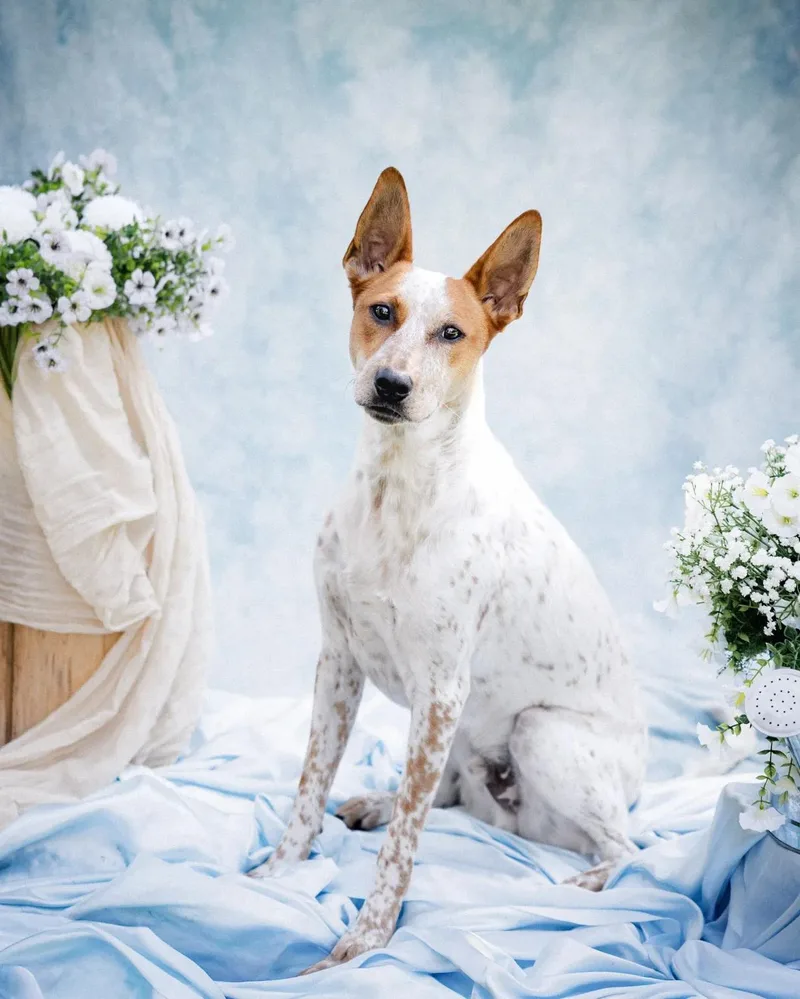 A young medium-sized male Australian Cattle Dog / Blue Heeler dog named Freckles for adoption in Mount Vernon, WA